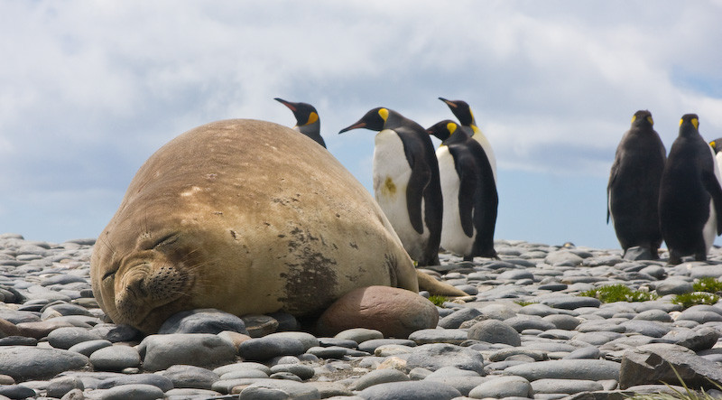 Southern Elephant Seal And King Penguins On Beach